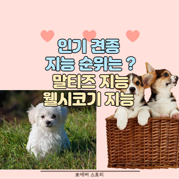 인기견종지능순위