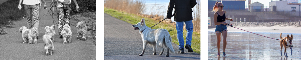 강아지 여름 주의사항