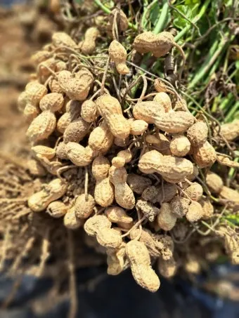 땅콩 재배 개화 후 흙 덮기 배수로 확보 칼슘 보충_30