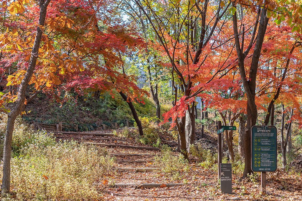 혜화문
성북동
한양도성길
백악구간
서울여행
서울단풍
가을단풍
단풍
성벽
와룡공원