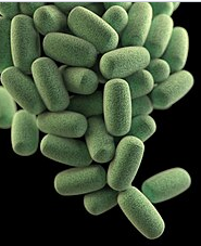 Clostridium perfringens