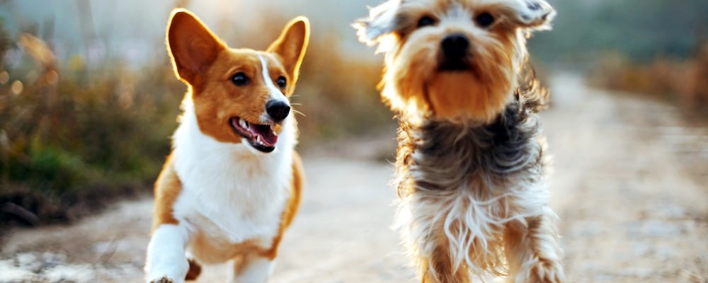 강아지 처음 목욕시키는 방법 4