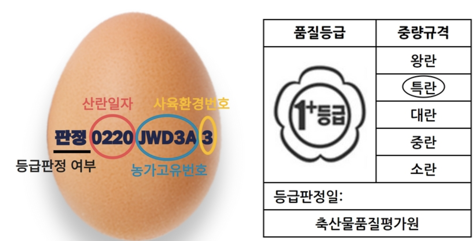 계란! 안전하게 관리하고 섭취하자! 신선하고 좋은 계란 구분방법 및 보관방법