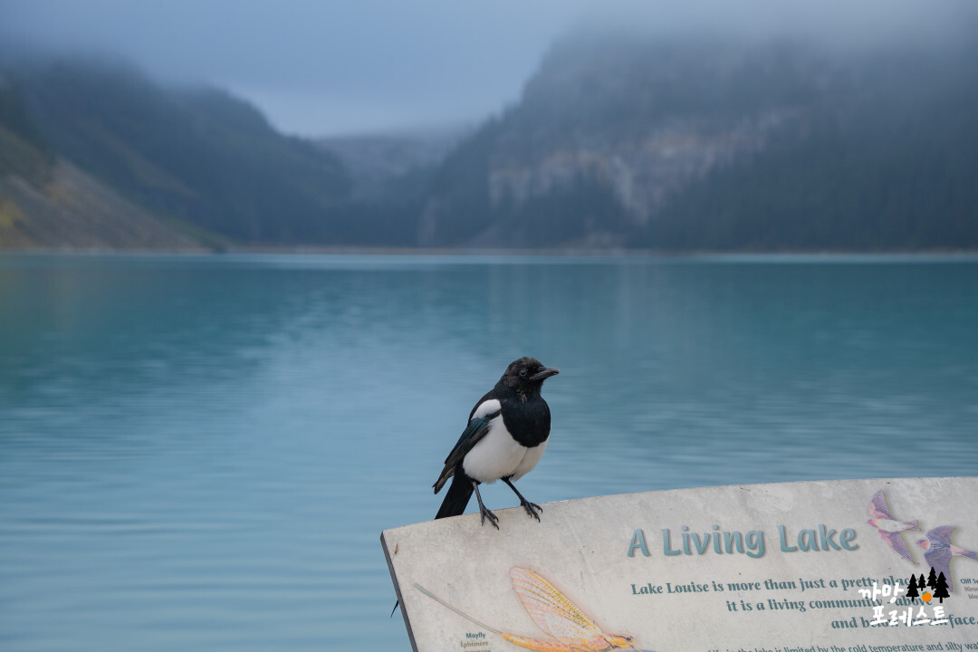 캐나다 레이크 루이스 까치