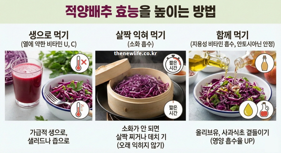 적양배추 효능을 높이는 방법을 주제로 생으로 먹기, 살짝 익혀 먹기, 오일과 함께 먹는 팁을 정리한 인포그래픽