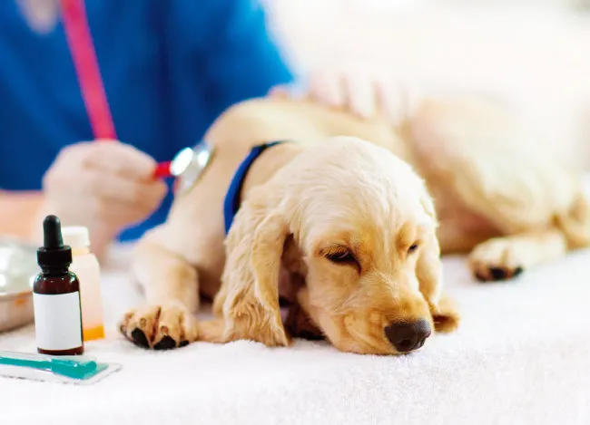 반려동물 건강 위한 최신 연구 동향 소개_2