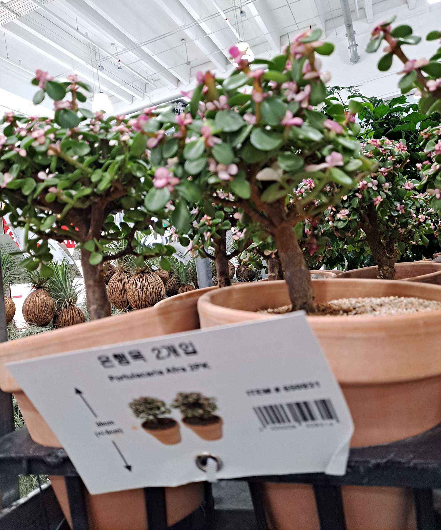 코스트코 새해 식물