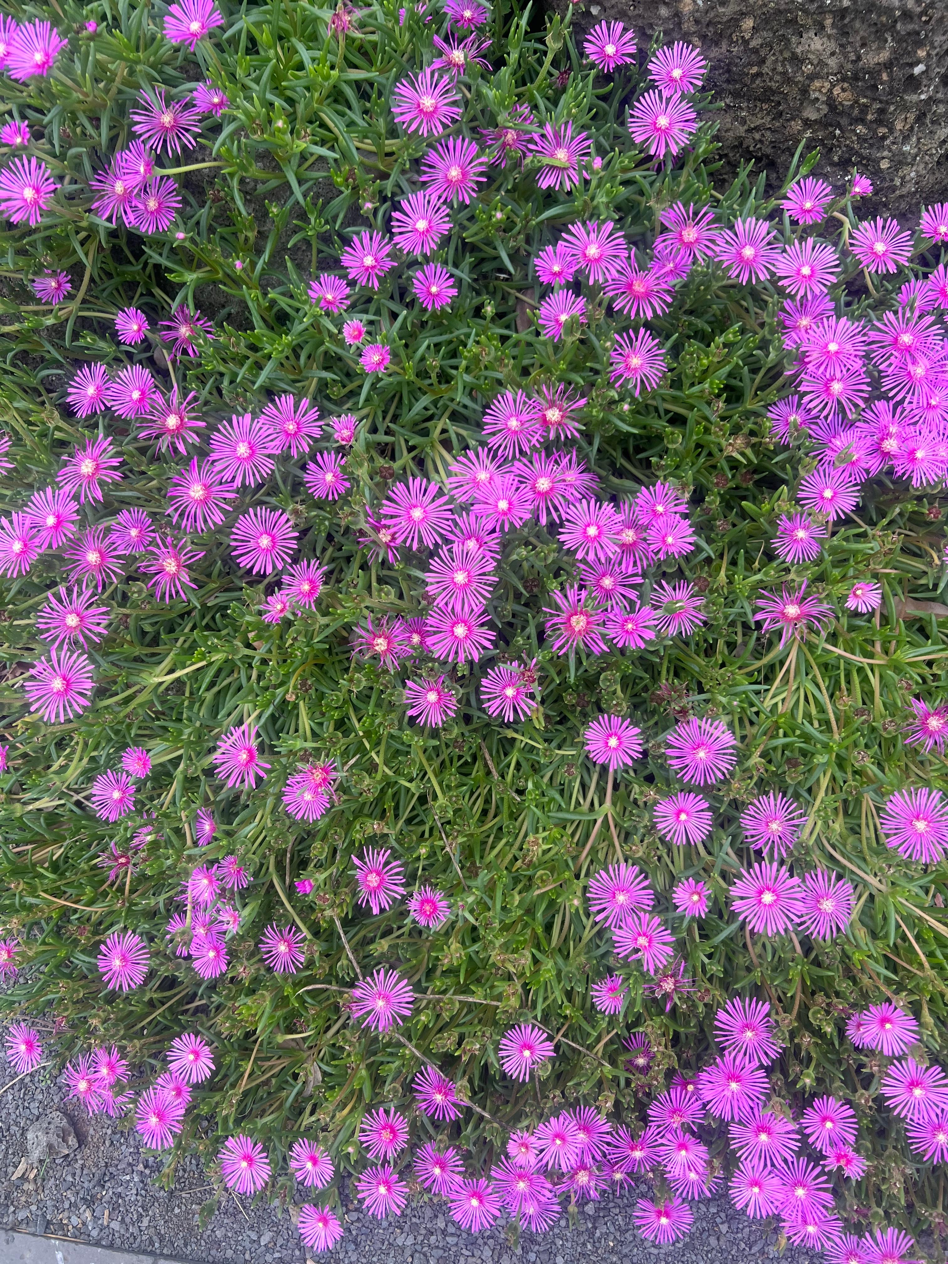송엽국