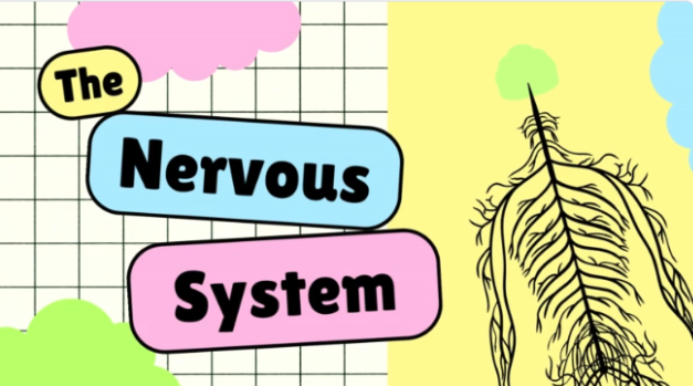 림프계에 대한 그림입니다