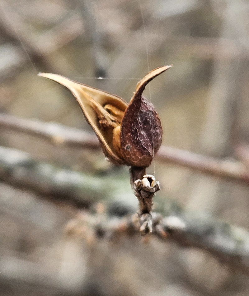 수수꽃다리 열매1