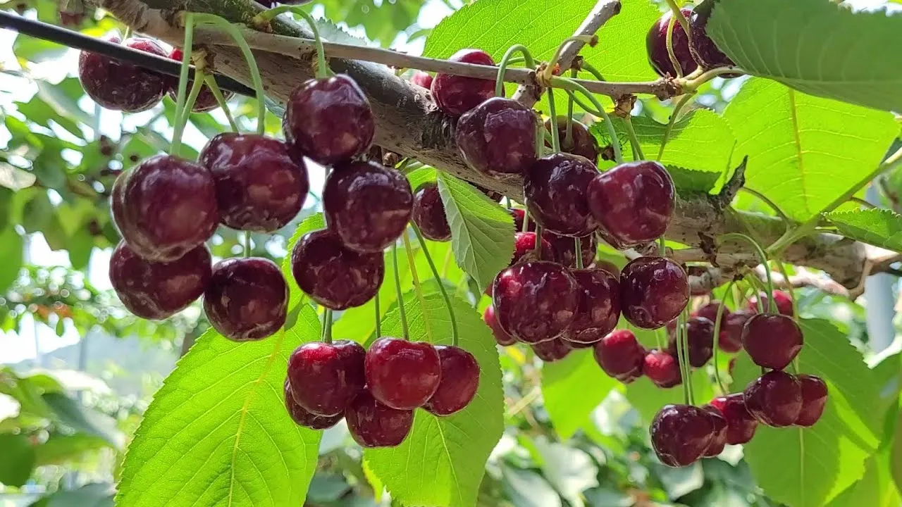 체리나무 재배법 건강한 과일 나무 키우기_1