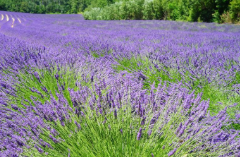 포천 허브아일랜드 라데봄축제