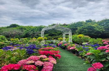 율봄식물원 수국 축제_5