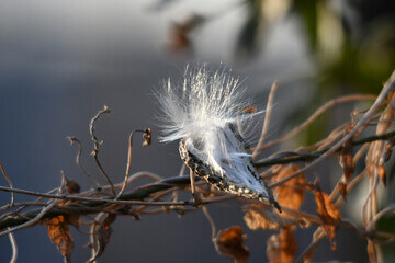 박주가리 효능과 먹는 방법과 부작용에 대해 알아봤습니다.