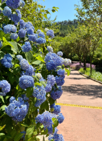 충청권 수국 명소 추천 7곳, 지금 안 가면 손해! 여름 꽃 여행지