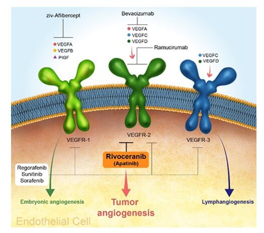라보세라닙 작용기전