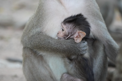 코카인 원숭이 실험 – 인간의 중독을 이해하기 위해 희생된 동물들