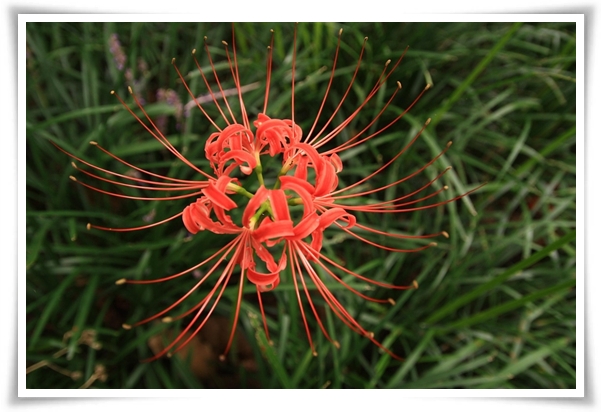 화초 "꽃무릇" 잎 없는 꽃, 가을 정원의 매혹적인 붉은 여왕!