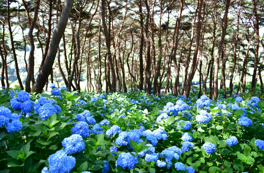 밀양 산외면 내촌마을 수국동산 수국