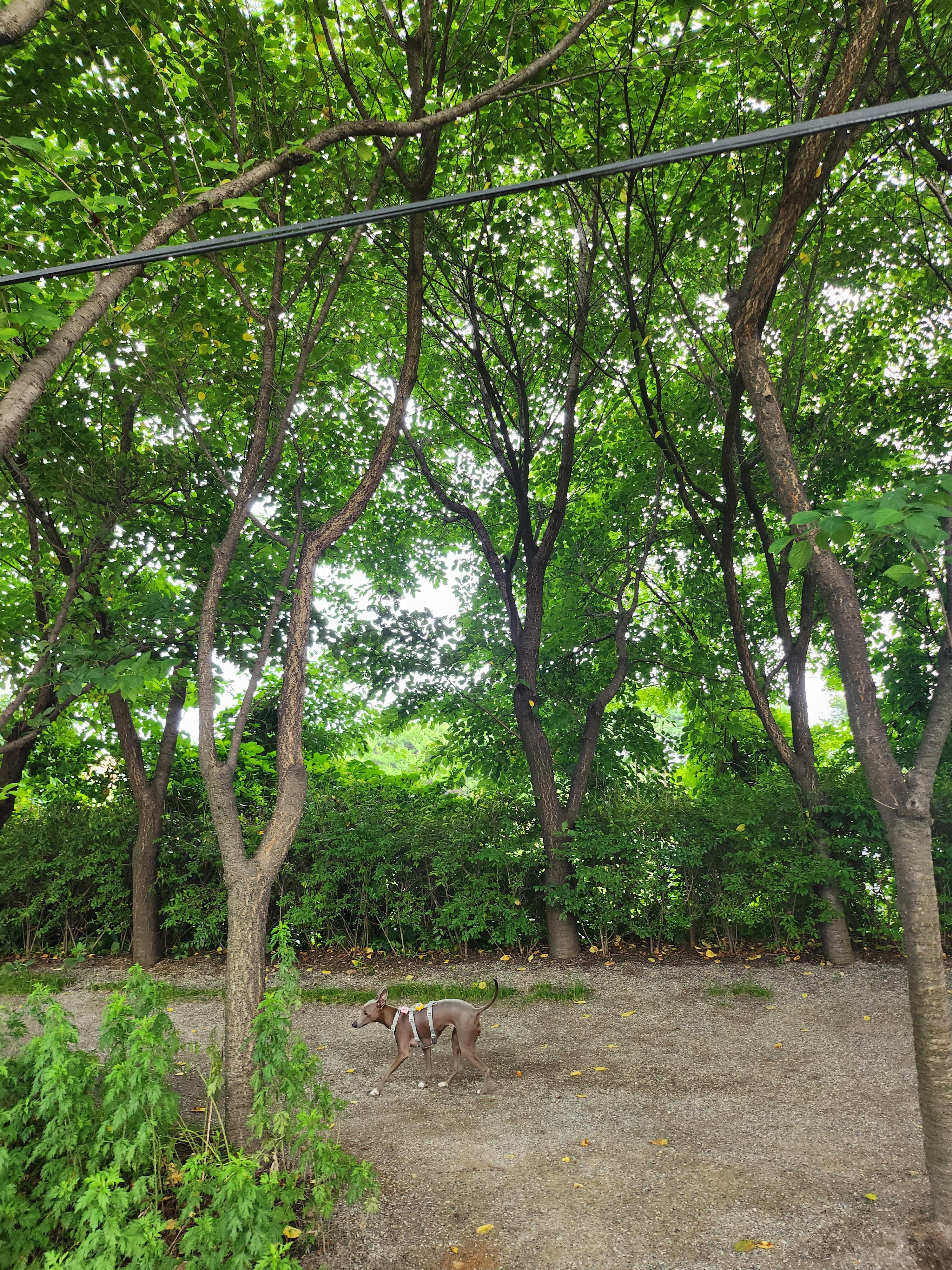 파주 숲