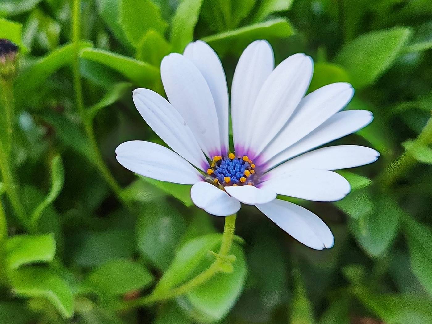 디모르포세카 Dimorphotheca