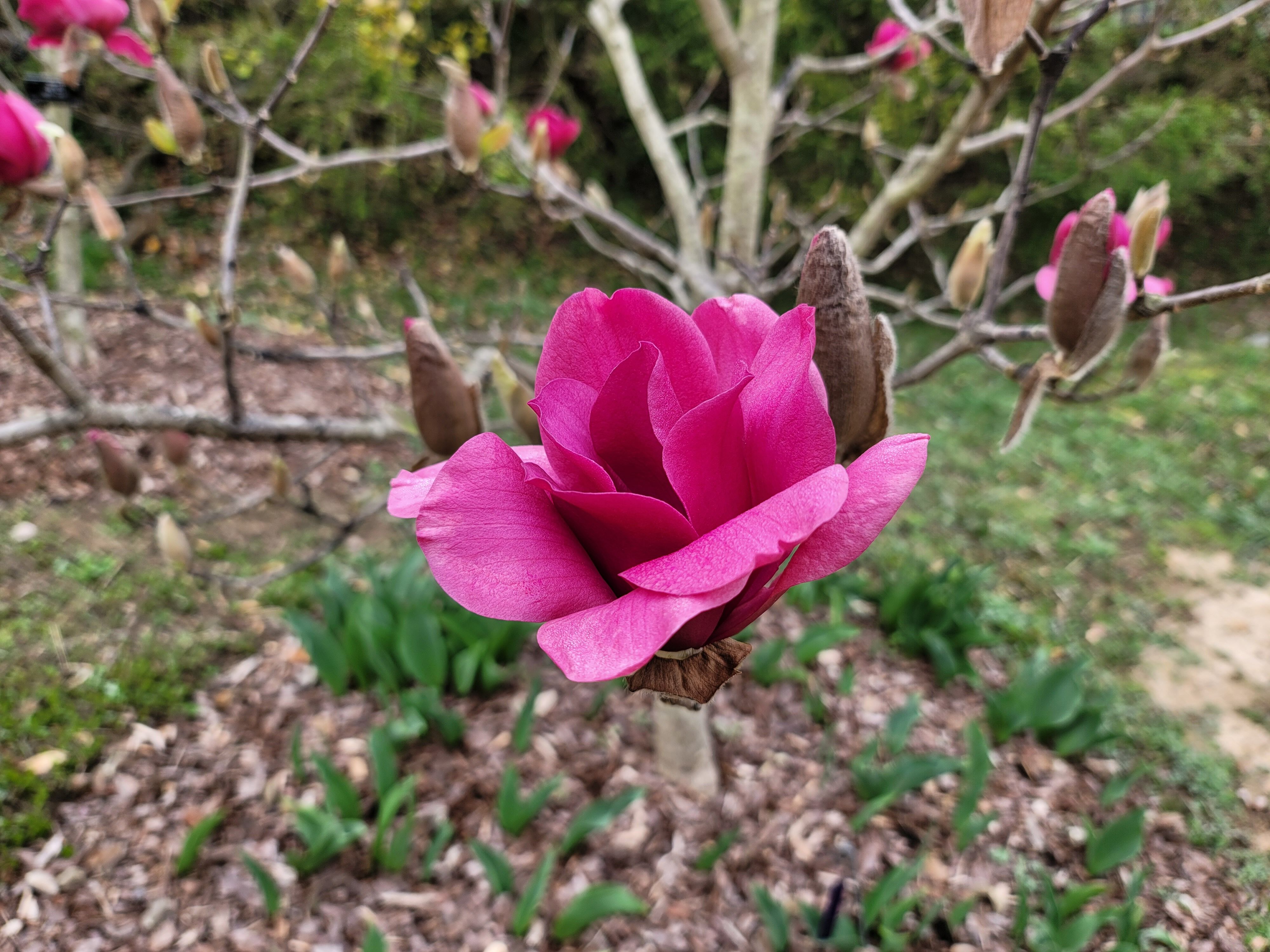 천리포수목원 백합