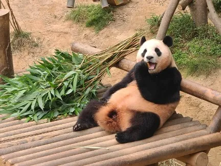 에버랜드 푸바오 예약 시간 관람 꿀팁