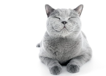 기분 좋은 듯 눈을 감는 발톱이 검을지도 모르는 회색 고양이.