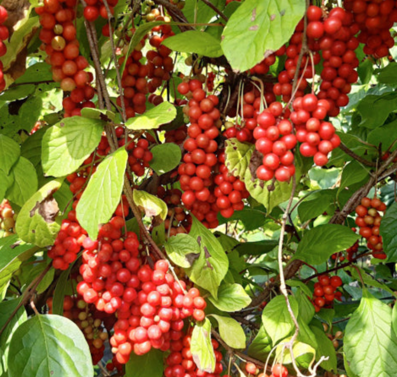 나무에-열린-오미자-사진