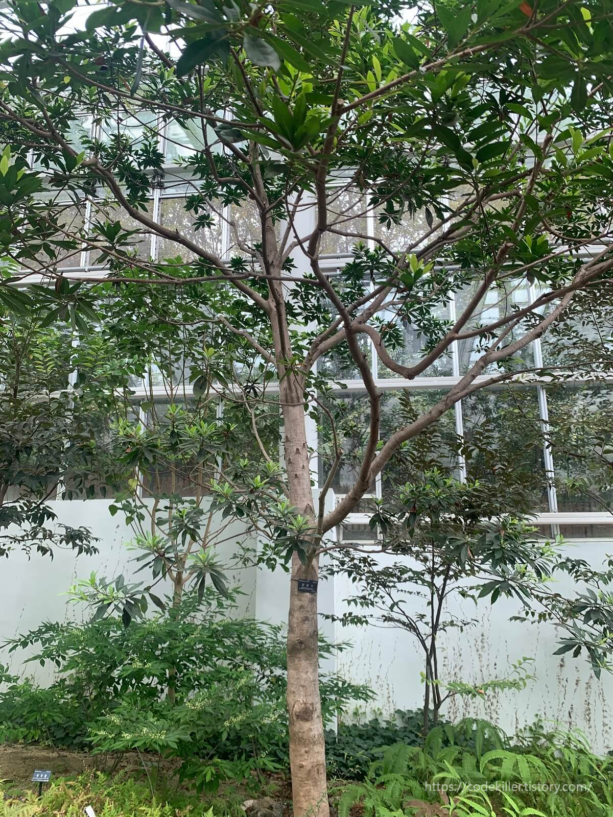 담팔수