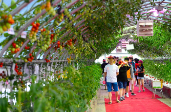 퇴촌 토마토 축제 행사 일정