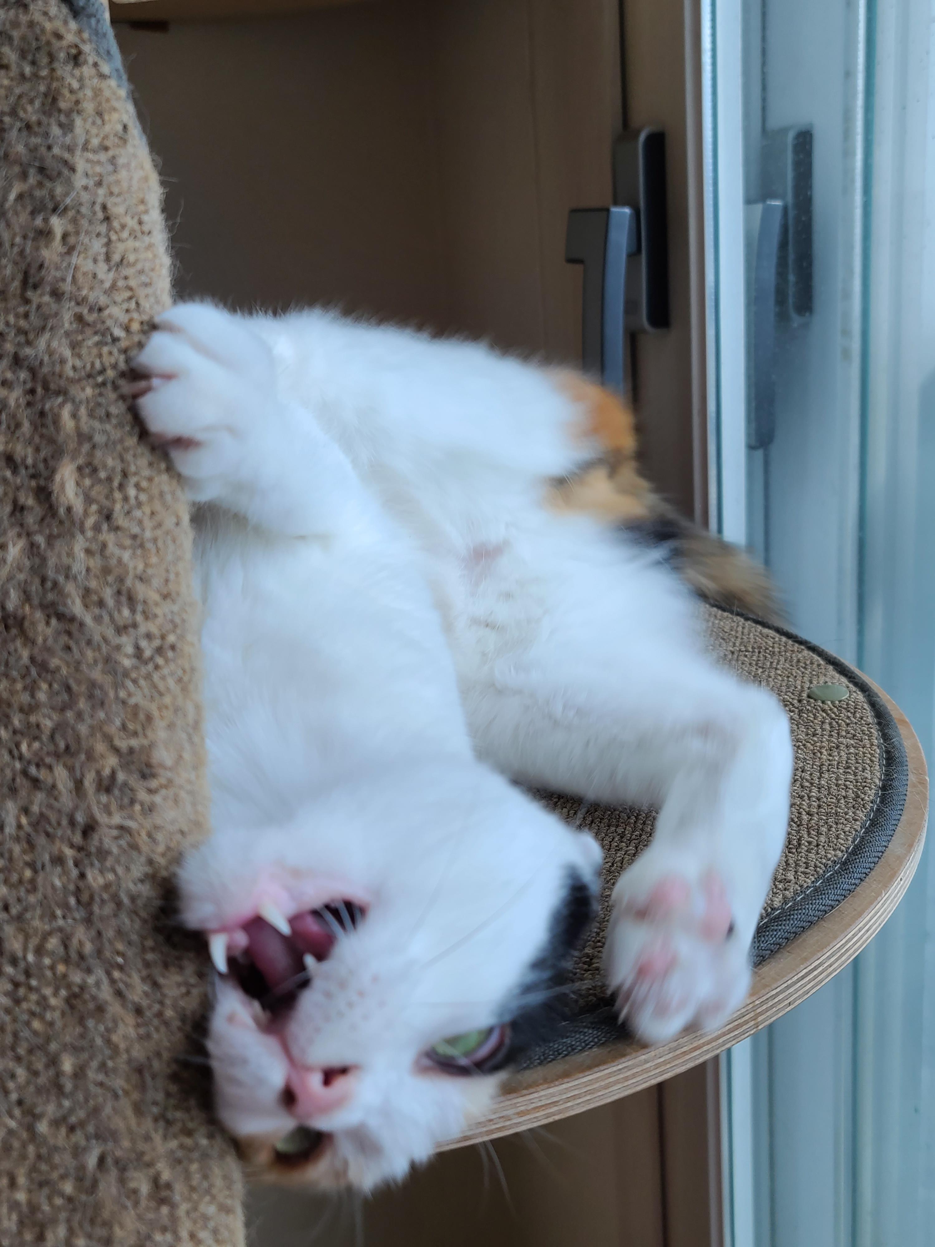 귀여운 아기맹수 사차원고양이