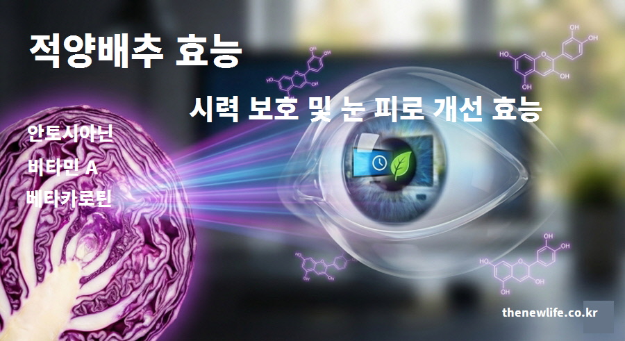 적양배추 효능이라는 제목과 함께 시력 보호, 눈 피로 개선, 안토시아닌 성분을 설명한 인포그래픽 이미지