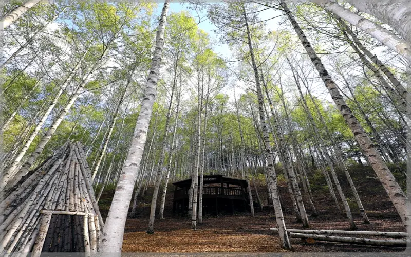 인제 자작나무숲_9