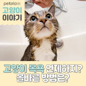 고양이 쉽게 목욕하는 방법과 준비 요령_8