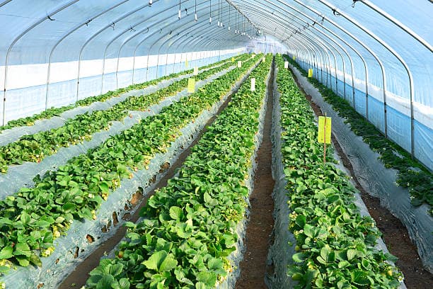 식물 공장의 경제학: 비용 효율성과 수익 분석