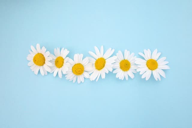 저작권 없는 한글 폰트 정리표 (상업적 사용 OK) – 무료로 써도 안전한 한글 글꼴 모음