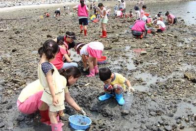 남해 갯벌에서 바지락 캐기를 체험하는 어린이들