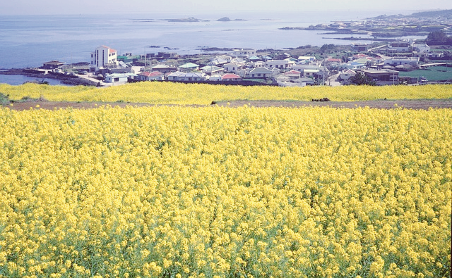 제주캠핑여행관련사진