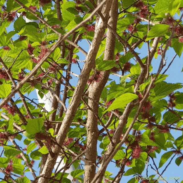 피부 미백에 효과적이며 한지 재료 닥나무