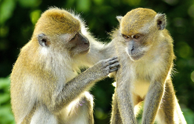 23년 원숭이띠 운세