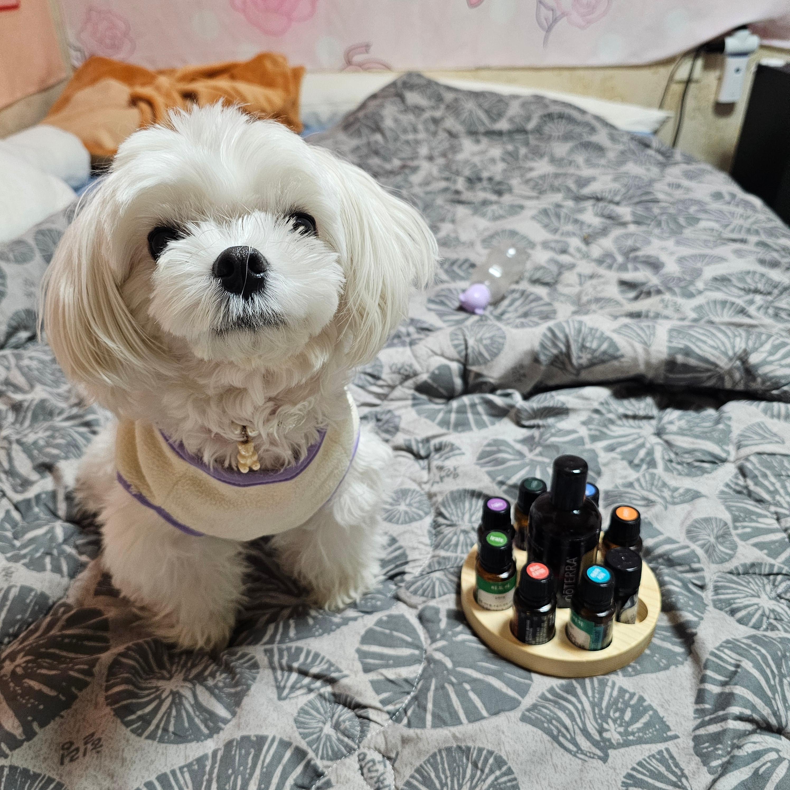 반려견 귀 건강을 위한 방법