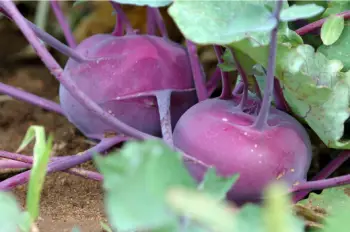 콜라비 효능과 영양성분, 주의점