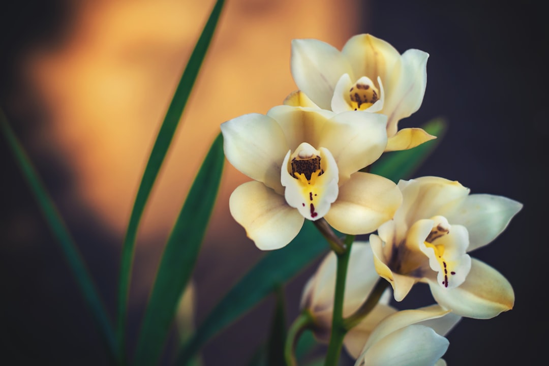 Orchid