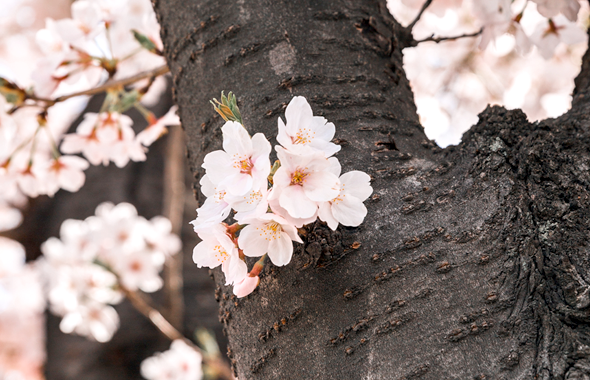 여의도 봄꽃축제