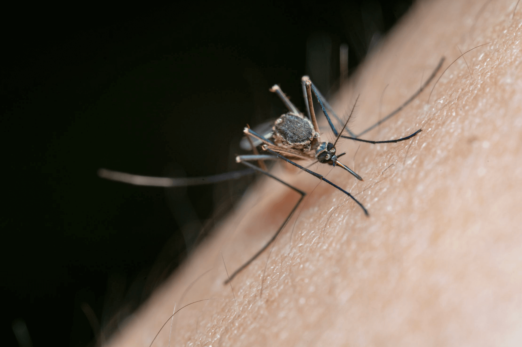 모기가-사람을-무는-모습