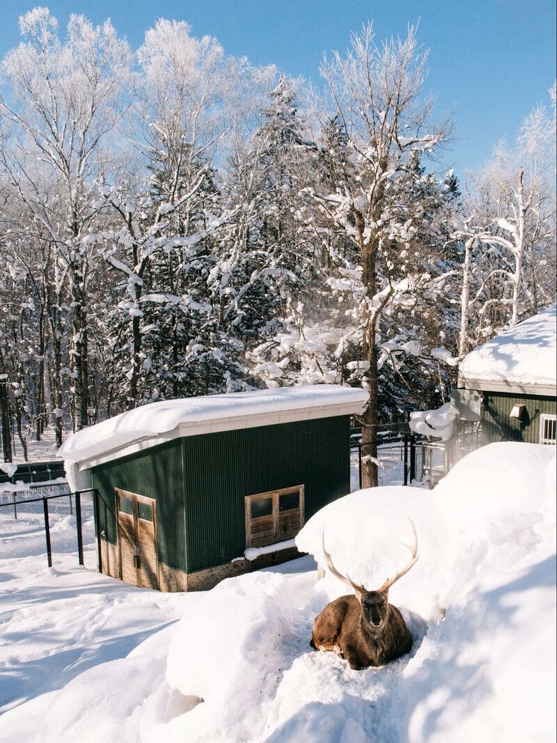 폭설 속 아사히카와 도심의 신호등과 전봇대가 보이는 겨울 거리 풍경