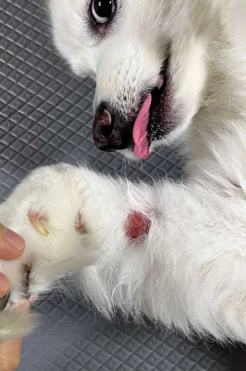 봄이온동물병원