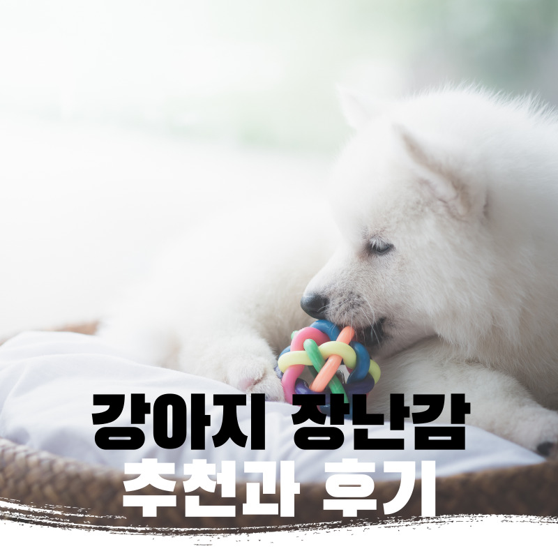 강아지 장난감 추천과 후기
