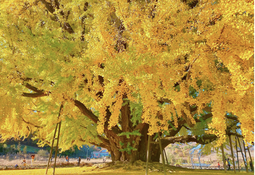 원주 반계리 은행나무